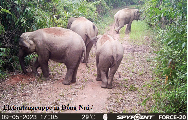 Elefantengruppe Dong Nai